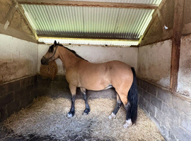 Welsh x cob Dun mare