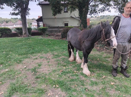 2 year old geldings