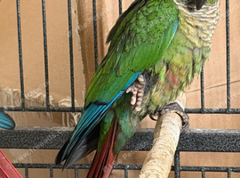 Conure