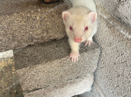 Albino Ferrets