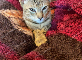 Baby Kitten Hounslow