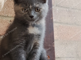 Kittens ready for their new home
