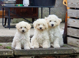 Bichion pups