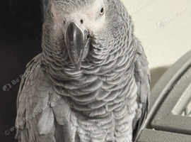 African Grey with Cage | Very Talkative