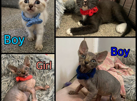 Ready To Leave Now - Mixed Sphynx kittens