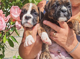 Boxer puppies  KC REG