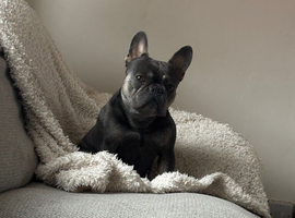 French bulldog