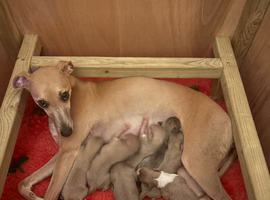 Kc Whippet pups