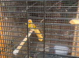 Goldfinch mule cock