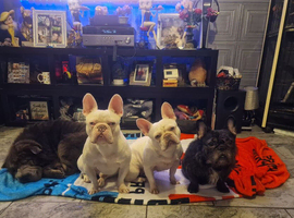 French Bulldog dog