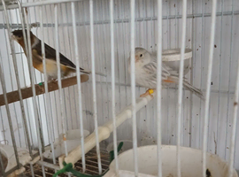 Pair canaries.stunning colours