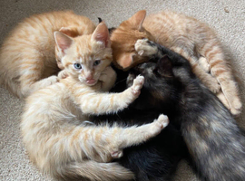 5 Little babies