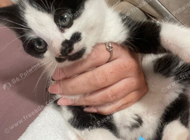 Kittens