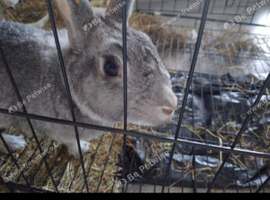 Adorable and very friendly rabbit looking for a loving new home. ️