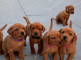 KC registered stunning fox red Labrador puppies