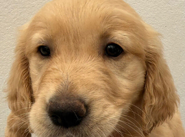 KC registered golden retriever puppies