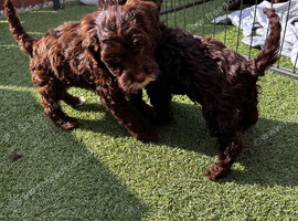 Cockapoo puppies