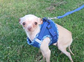 Micro tea cup chihuahua