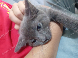 Little grey kitten