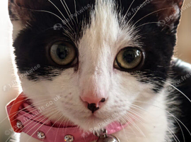 17 weeks kitten for sale