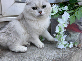 Scottishfold