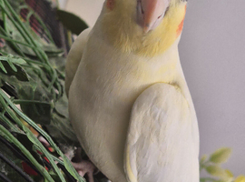 1 year old cockatiel for sale.