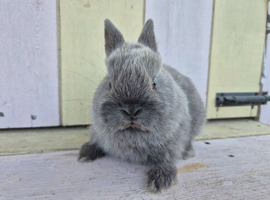 STUNNING NETHERLAND DWARF BABIES