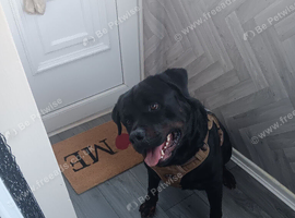 3 year old rottweiler male for sale