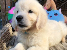 Ready now Golden Retriever pups