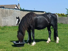 Section D mare