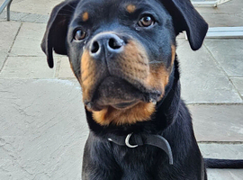 Stunning One of a Kind Rottweiler Puppy