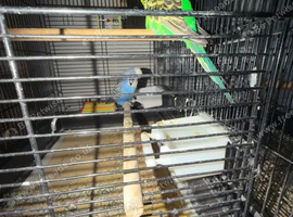 Male and female budgie with cage