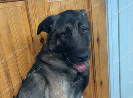 Name is diesel