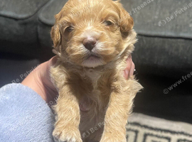 Pomapoo puppies ready for new homes 22/10/2026