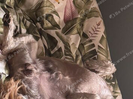 cockerpoo/ golden doodle cross  puppies 8 weeks old last saturday all boys 3 x black 2 x mearle