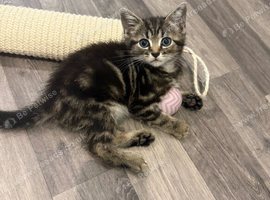 Kitten looking for a loving re home