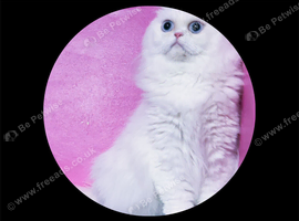 Gorgeous girl 6yo vaccinated, neutered pure white blue eyes