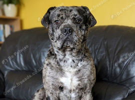 Chow chow x French bulldog