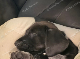Sprocker pups for sale