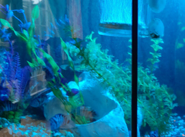 Convict Cichlids x6