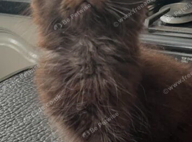 Maine coon mix