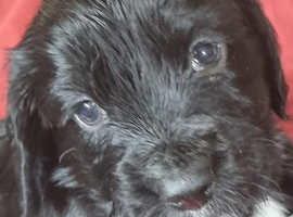 Kc cocker spaniel puppies