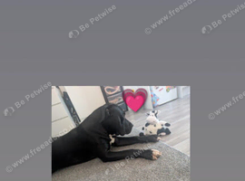 Presa canario 16 months old