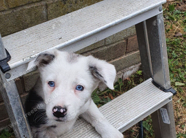 Border collie pups for sale