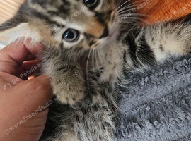 2-Month-Old male Kitten
