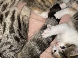 &pound;100 beautiful kittens