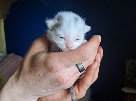 Beautiful boy kitten white and black 3 weeks old