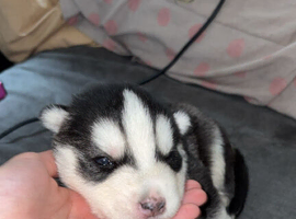 Siberian husky puppies for sale