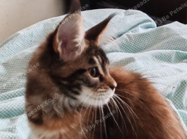Last girl available Russian bloodline