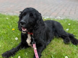 Working cocker spaniel female 3 years old